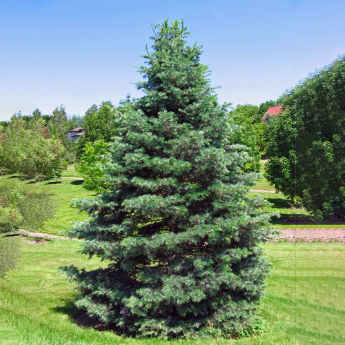 Concolor fir, or white fir Christmas tree, from Beckwith Christmas Trees-the Christmas Tree Station in Hannibal, New York. 